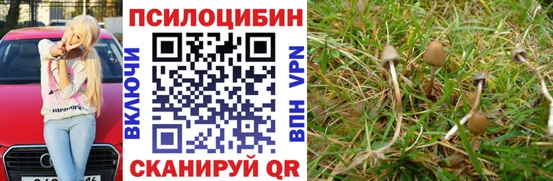 Купить закладки  Данков  Псилоцибиновые грибы мицелий 